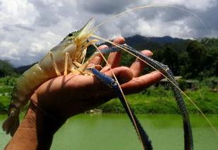 国产对白虾是淡水虾吗,揭秘淡水与海水虾的奥秘